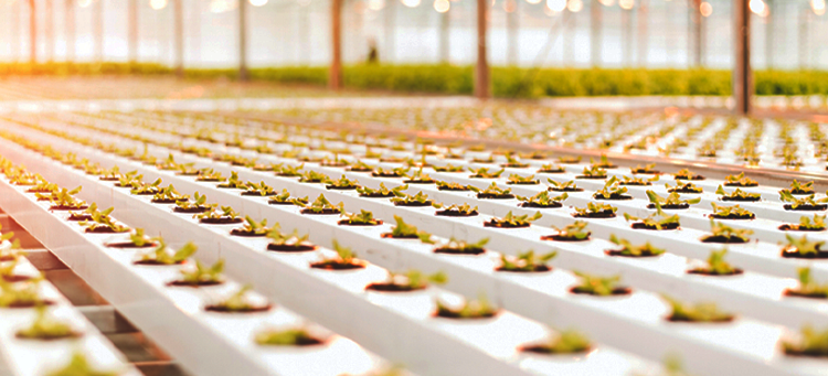 Bayer invests in vertical farming startup | Image Header