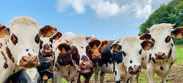 Potenzial regenerativer Landwirtschaft: neues Forschungsprojekt von Arla | Bild Header