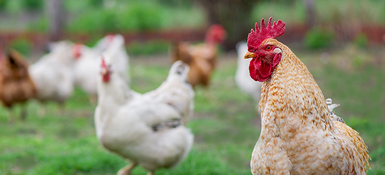 Poultry industry: Introduction of a sustainability charter is coming | Image Header