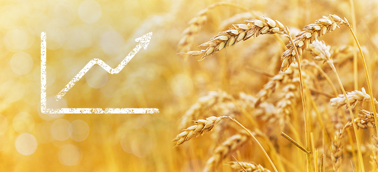 Preissteigerungen und Lieferprobleme bei Weizenprodukten | Bild Header
