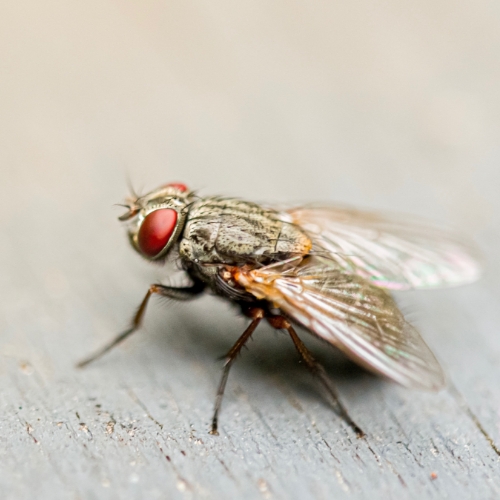Ehlert Gmbh Fleisch Wurstwaren Kategoriehighlight Insektenvernichter