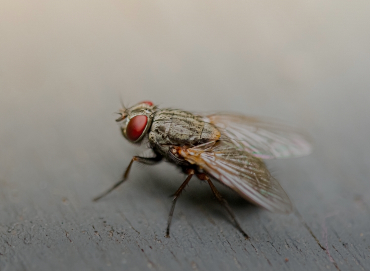 Ehlert Gmbh Kaese Fleischersatz Kernsortiment Insektenvernichter