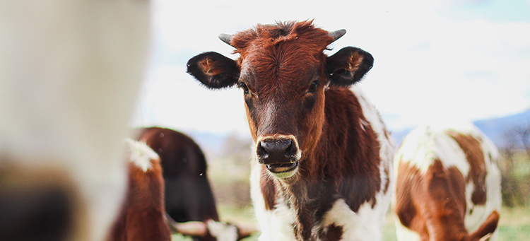 Produktion von Fleisch nachhaltiger gestalten