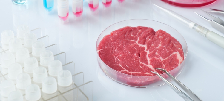 In-vitro-Fleisch, das in einer Petrischale im Labor gezüchtet wird