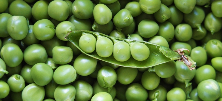 Erbsen, die als Hülsenfrucht in Sachen Superfood glänzen