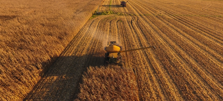 Mähdrescher bei der Getreideernte für die regionale Lebensmittelproduktion