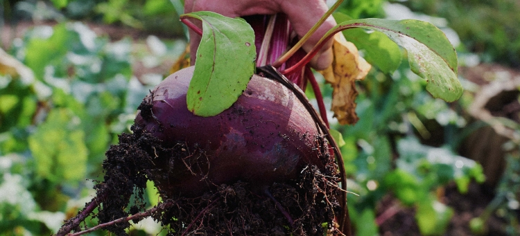 Eine Knolle der wertvollen Roten Bete wird frisch bei der Ernte präsentiert