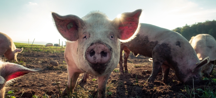 Schweine auf einer Weide – Haltungsbedingungen wie diese, sollen mit dem neuen Logo transparenter werden.